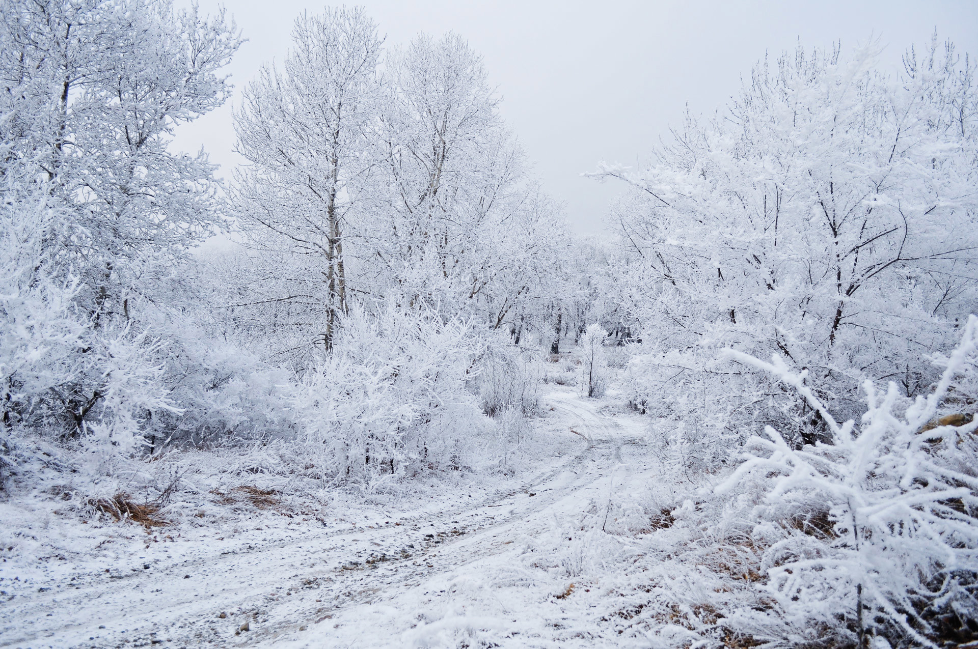 Snow.jpg